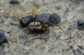 /album/theridiidae/steatoda-albomaculata-2-m-jpg/